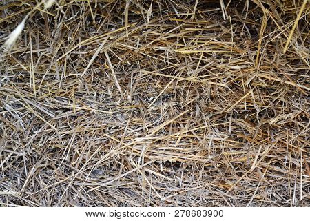 Strows Of Hay In Close Up, Background.