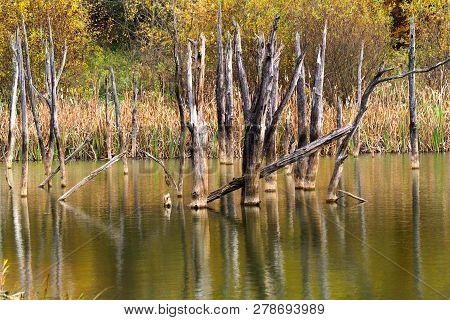 Dead Tree Trunks Reflecting In Autumn Lake. Cuejdel Lake Was Born 30 Years Ago (a Landfall On River 