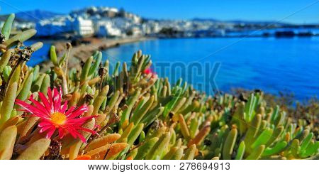 Pink Daisy Peels Through To Soak Up The Sun In A Greek Island Bay