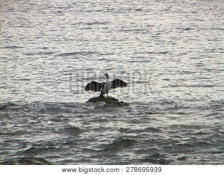 A bird standing on a stone among gray sea and raising its wings. Overcast summer day.