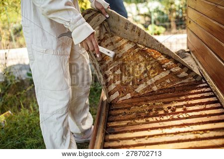 Beekeeper In Suit Is Working At Apiary. Opening Wooden Beehive Apiculture Concept.