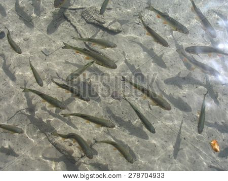 Flock Of Fishes Swim In Clear And Pure Water