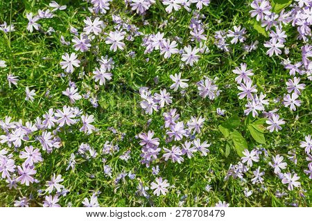 Subulate Phlox Lilac Color, Many Colors, Top View.