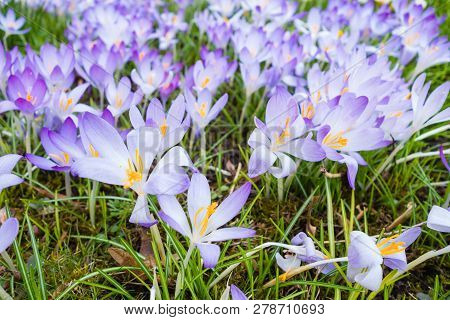 Flowerbed Crocuses Grass Meadow Springtime Backgrounds Wallpaper