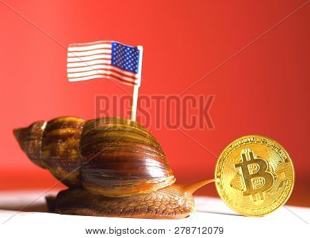 Snail With American Usa Flag On Her And Btc Coin