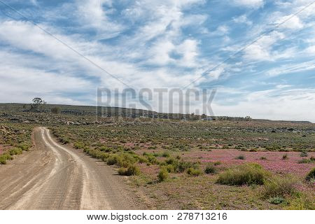 A Road Landscape With Purple Wild Flowers Near Gannaga Lodge In The Tankwa Karoo Of South Africa