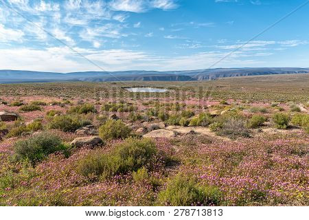 A Landscape With Purple Wild Flowers And A Dam Near Gannaga Lodge In The Tankwa Karoo Of South Afric