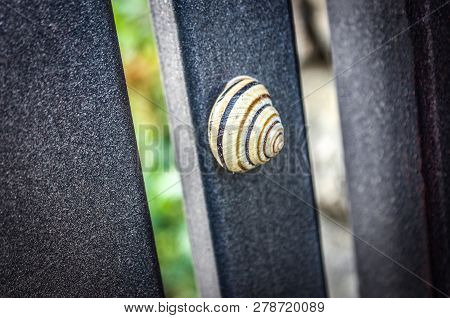 Background Grape Snail Against A Background Of Graphite-gray Square Tubes
