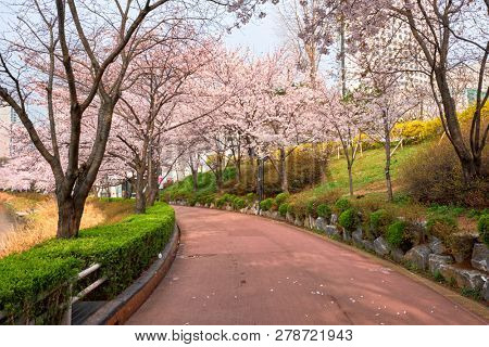 Blooming sakura cherry blossom alley in park in spring, Seokchon lake park,  Seoul, South Korea