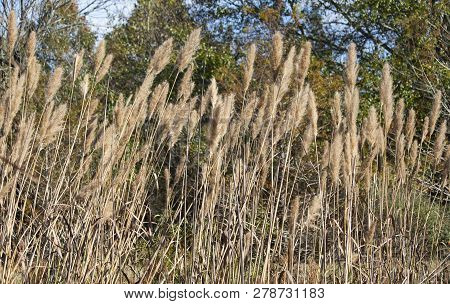 Close Up Of Dried, Brown Prairie Grass Growing