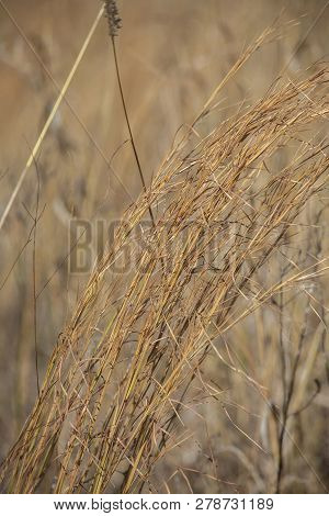 Close Up Of Dried, Brown Prairie Grass Growing