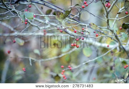 Small Red Berries Growing On A Bush In Nature
