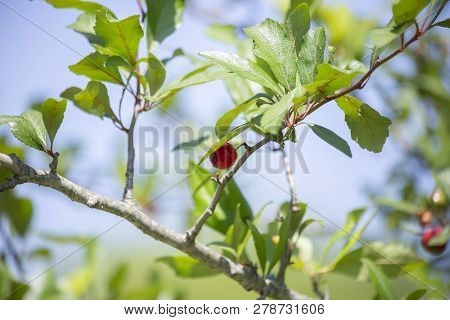 Small Red Berries Growing On A Bush In Nature