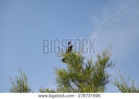 Red-winged Backbird (agelaius Phoeniceus) Ready To Take Off From A Tree Top