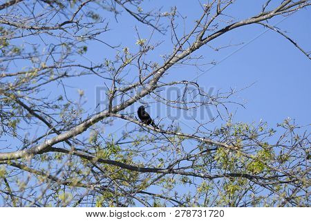 Red-winged Backbird (agelaius Phoeniceus) Perched On A Tree Limb