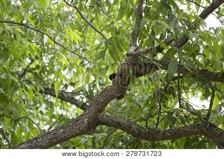 Red-winged Backbird (agelaius Phoeniceus) Perched On A Tree Limb