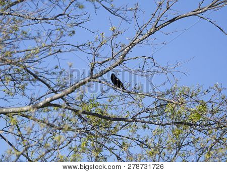 Red-winged Backbird (agelaius Phoeniceus) Perched On A Tree Limb