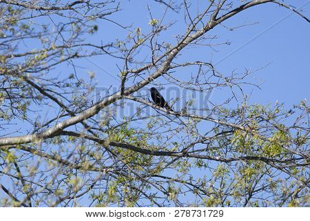 Red-winged Backbird (agelaius Phoeniceus) Perched On A Tree Limb