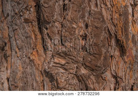 Embossed Texture Of The Bark Of The Old Pine