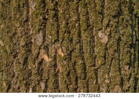 Dark Green Tree Bark Texture Under Summer Sun