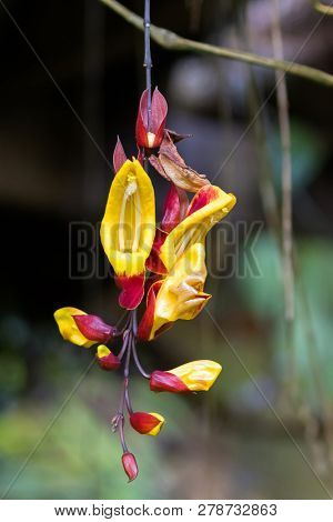 Yellow red flower of Mysore trumpetvine (Indian clock vine) growing in Malaysia (Thunbergia mysorensis)