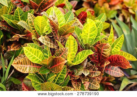 Colorful Croton Leaves Background. Beautyful Natural Backdrop With Croton Plant In Sunny Day At Ptro