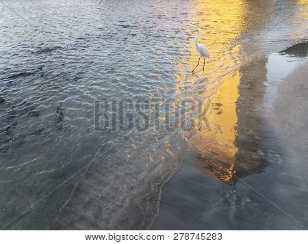White Crane And Tarpon Fish In Water In La Guancha In Ponce, Puerto Rico