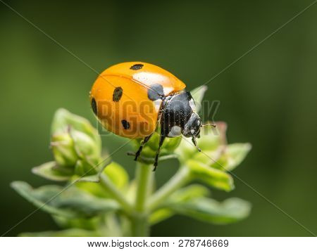 A Ladybird (coccinella Septempunctata) Sitting On A Green Plant In A Garden