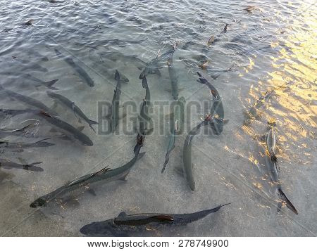 Tarpon Fish In La Guancha In Ponce, Puerto Rico