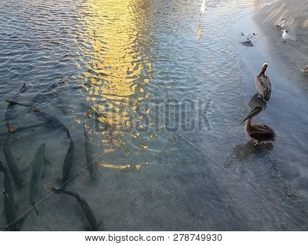 Pelicans And Birds And Tarpon Fish In La Guancha In Ponce, Puerto Rico