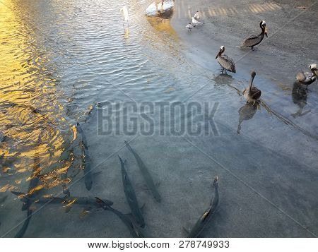 Pelicans And Birds And Tarpon Fish In La Guancha In Ponce, Puerto Rico