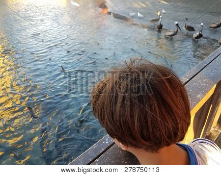 Boy Child Watching Birds And Tarpon Fish In La Guancha In Ponce, Puerto Rico