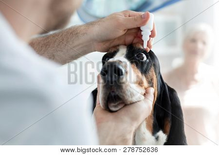 Closeup of doctor pouring eyedrops in dog's eye at veterinary clinic