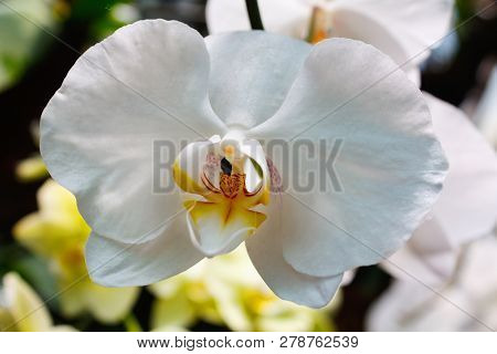 Beautiful Pink Orchid Branch Variety Phalaenopsis Singolo On Abstract Blurred Background