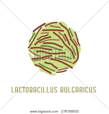 Lactobacillus Bulgaricus. Intestinal Bacteria. Gut Flora Or Microbes. Editable Vector Illustration I