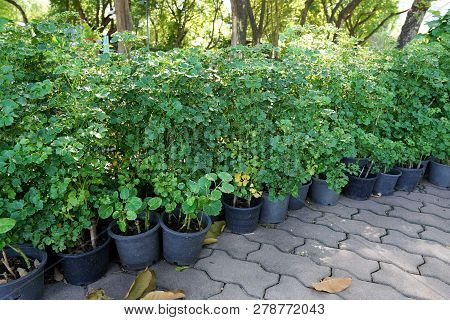 Group Of Polyscias Guilfoylei, Quercifolia Or Geranium Aralia), Ecological Concept, Natural Green Wa