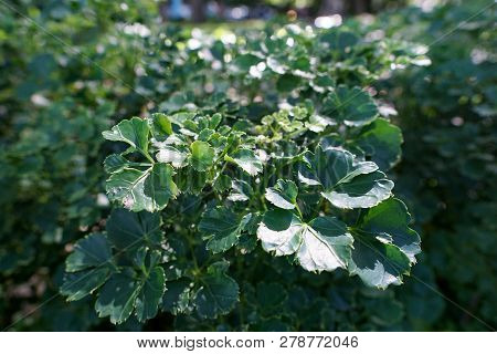 Green Leaves With Sunshine As A Background (polyscias Guilfoylei, Quercifolia Or Geranium Aralia), E
