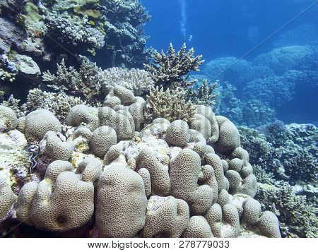 Colorful Coral Reef At The Bottom Of Tropical Sea, Great Favites Coral, Underwater Landscape