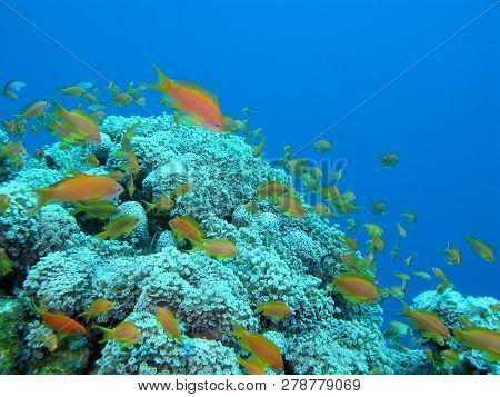 Colorful Coral Reef On The Bottom Of Tropical Sea, Goniopora Coral, Underwater Landscape