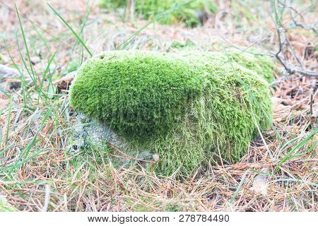 Rock With Moss In The Rain Forest
