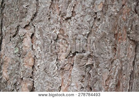 Pine Bark Brown Of A Pine 
