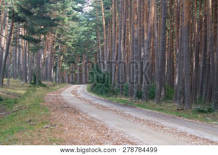 Path In The Middle Of The Pine Forest
