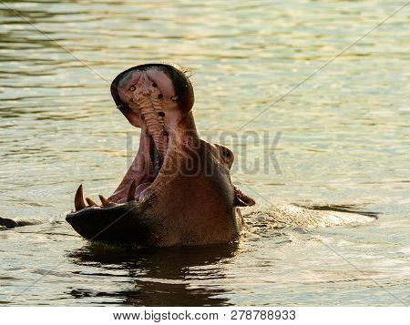Hippo In Zambezi River Showing Warning With Mouth Wide Open. Hippo In The Zambezi River At Sunset, Z