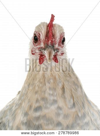 Dutch Booted Bantam In Front Of White Background