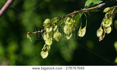 Seeds Riping On Branch Of European White Elm Or Ulmus Laevis, Close-up, Selective Focus, Shallow Dof