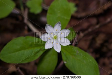 Arctic Starflower, Chickweed-wintergreen Or Trientalis Europaea Flower Close-up At Forest, Selective