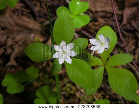 Arctic Starflower, Chickweed-wintergreen Or Trientalis Europaea Flowers Close-up At Forest, Selectiv