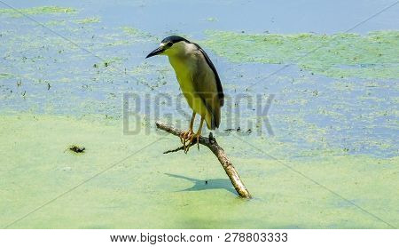 Black-crowned Night-heron (nycticorax Nycticorax) Posing On The Branch, Skokie Lagoons, Il Usa