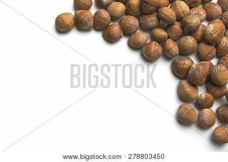 Common Hazel Cobnuts