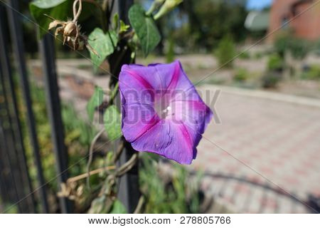 One Violet Flower Of Ipomoea Purpurea In September